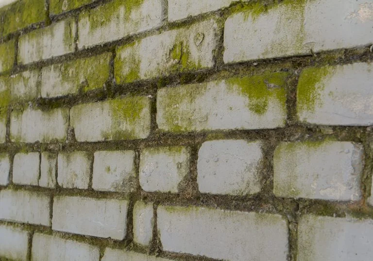 Schimmel en schadelijke resten reinigen met droogijs in de restauratie en sanering